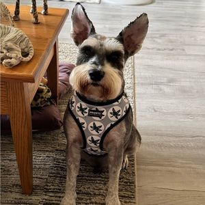Meet your Posher, Stormie